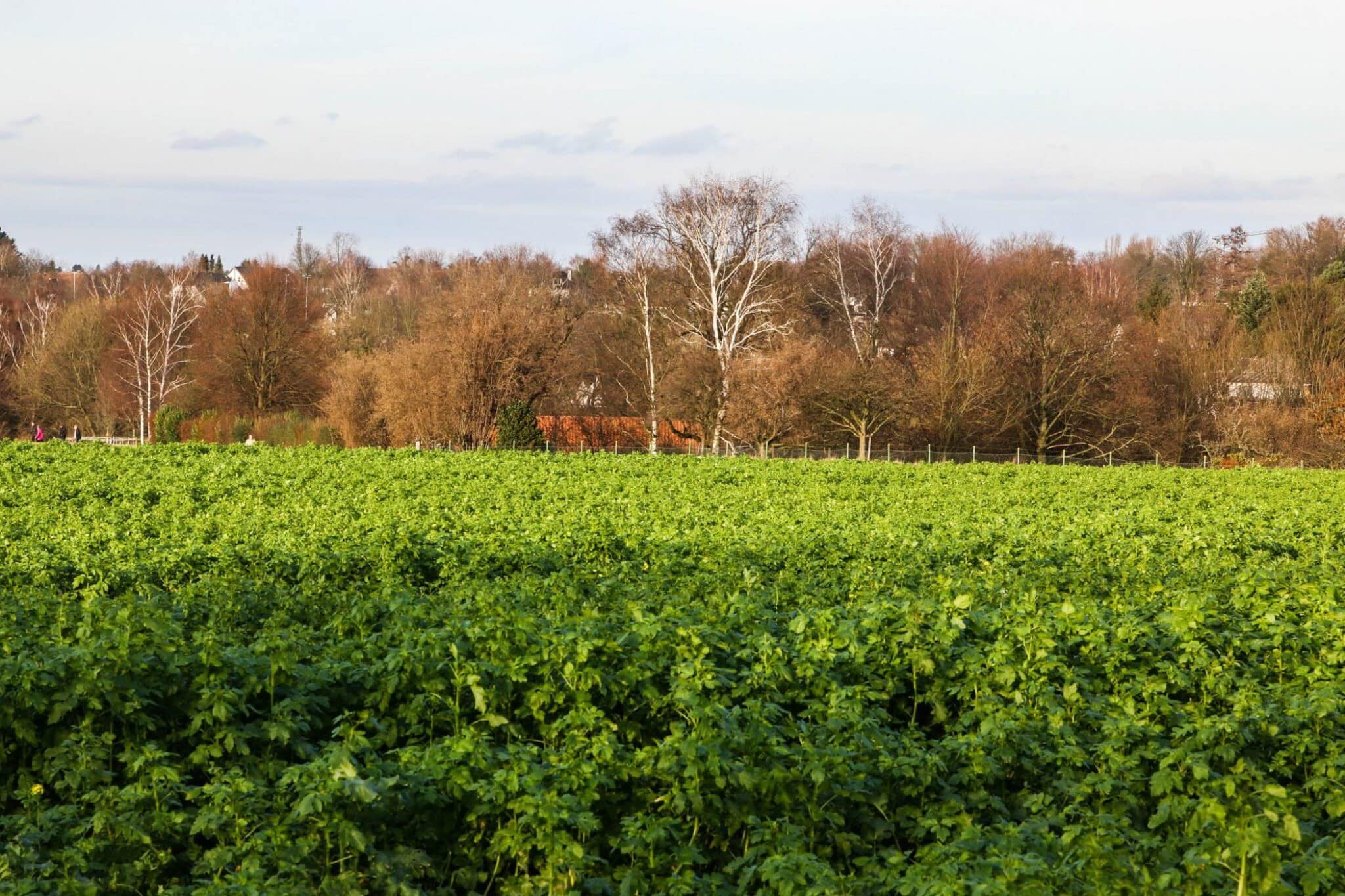 Spaziergang in Mülheim