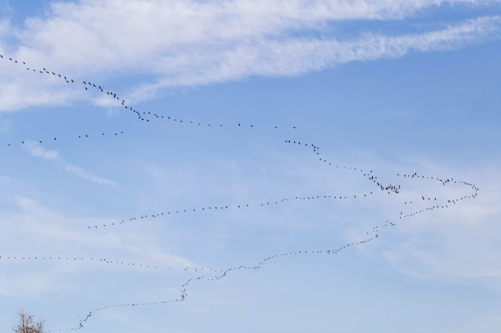 Zugvögel über Jüchen und Essen