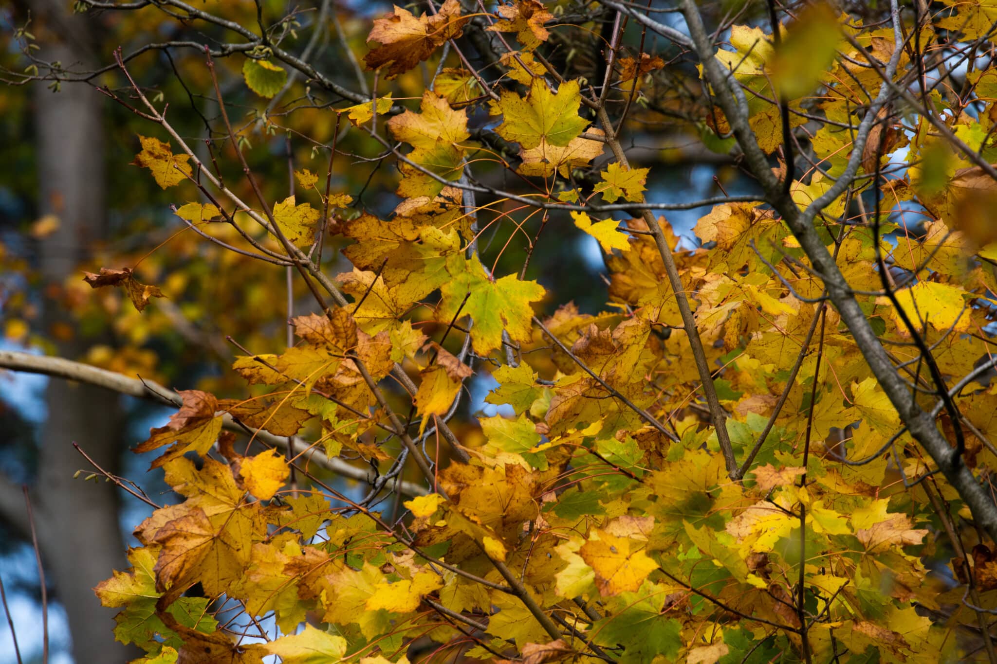 08.11.2020 Sonntagsspaziergang in Essen