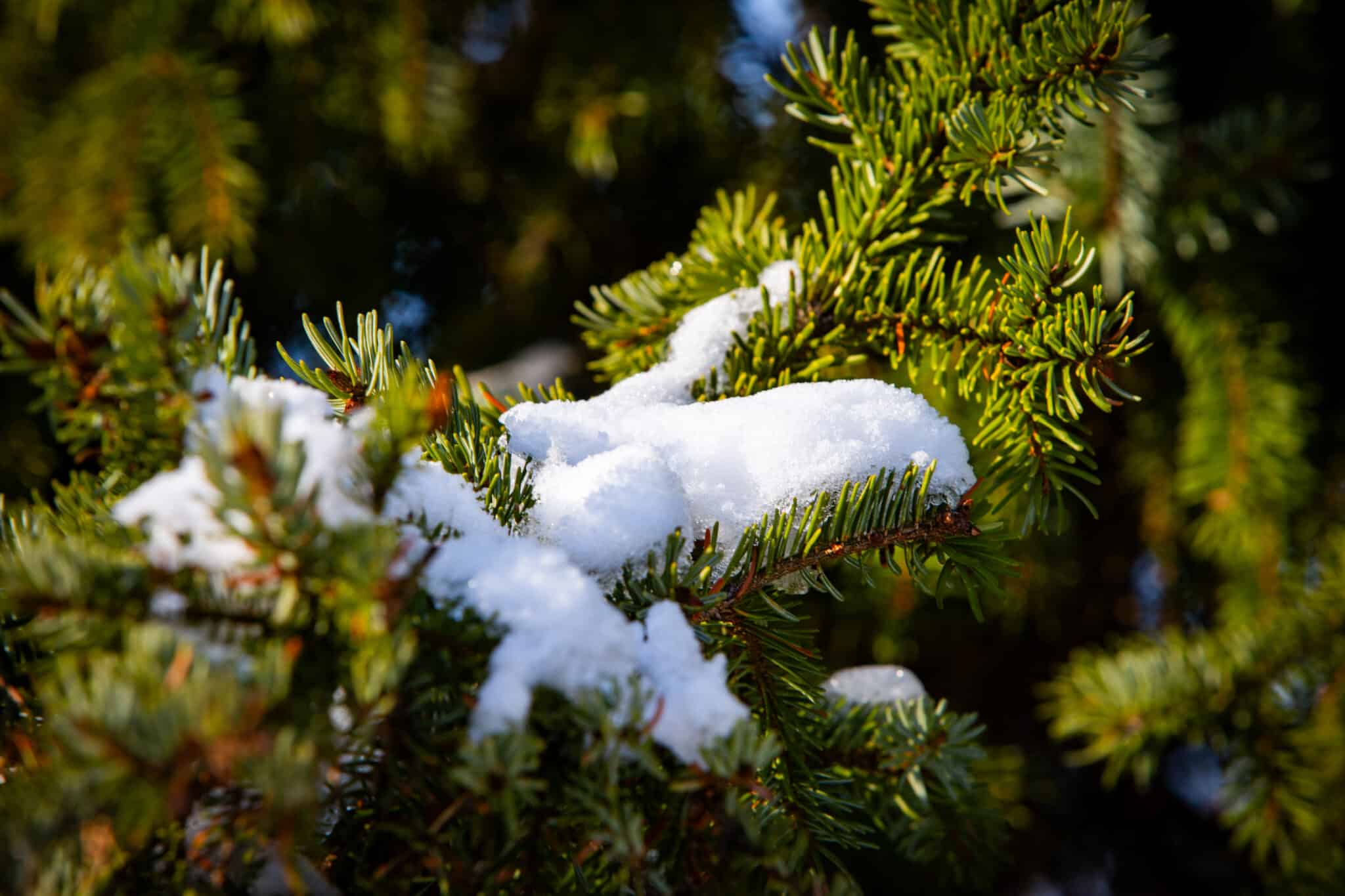 20.01.2024 Spaziergang in Heidhausen