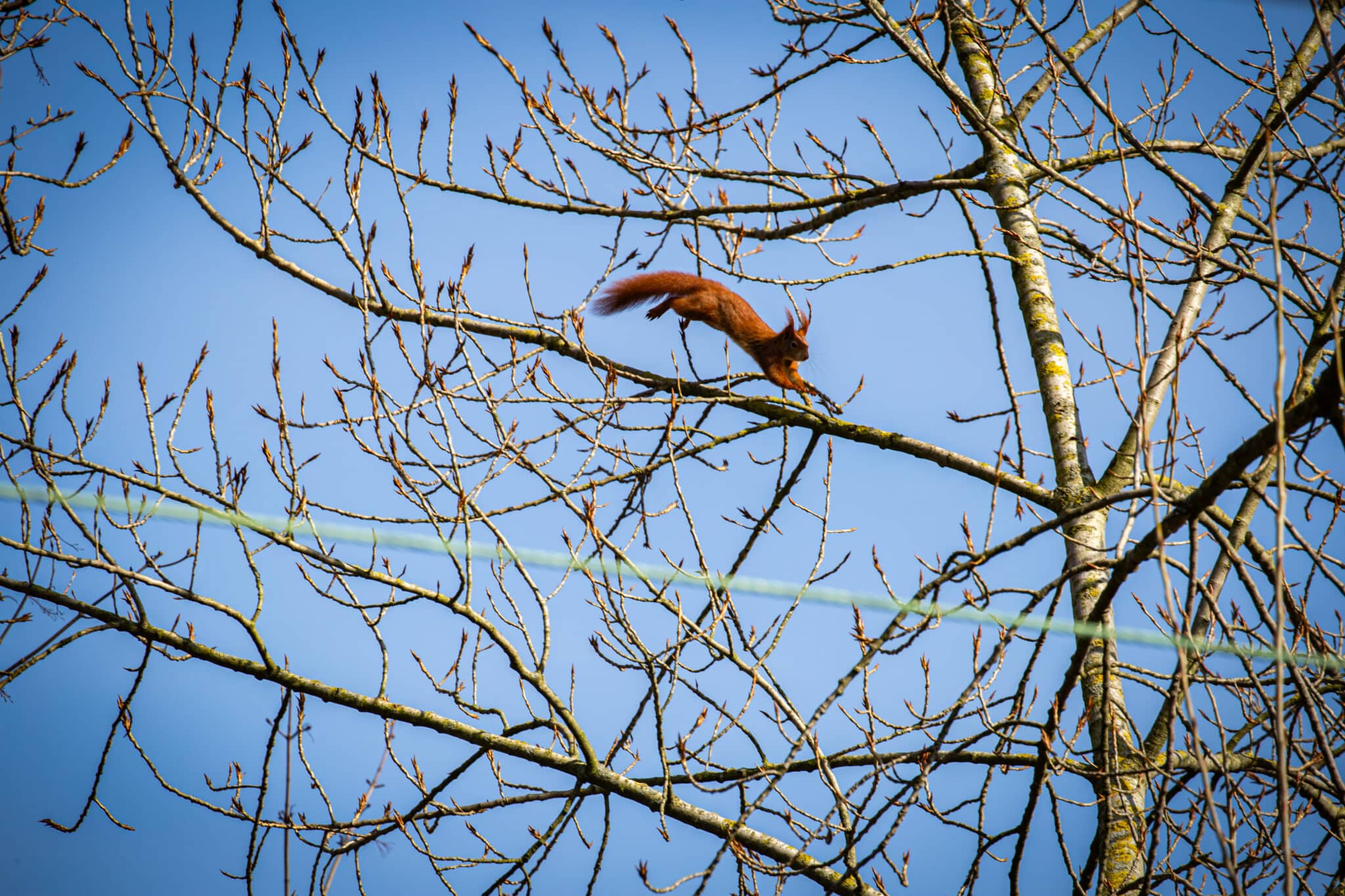 06..03.2024 Eichhörnchen in Bonn